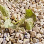 How Long Does Roundup Take to Kill Weeds?